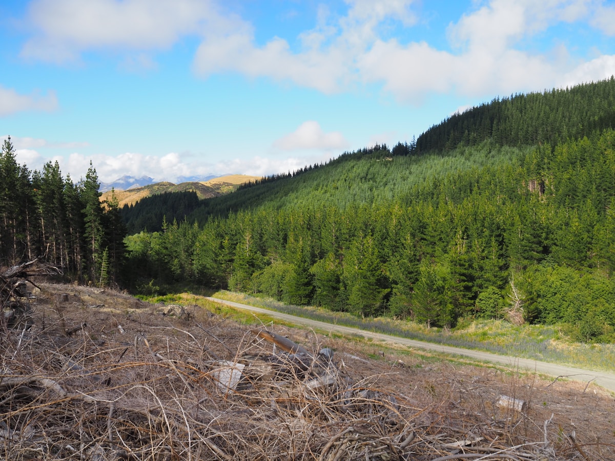 Adding Crushed Basalt to New Forests Accelerates Tree Growth and Enhances Carbon Capture
