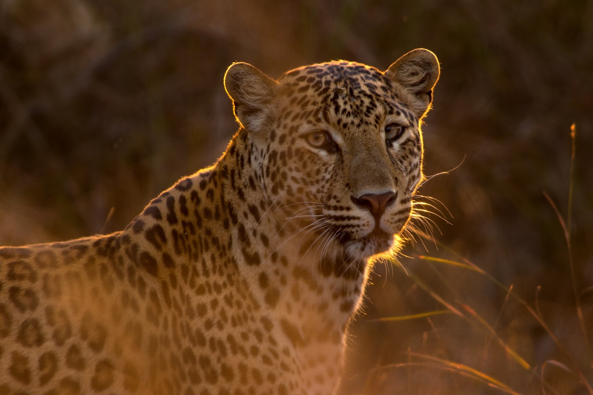 In a Historic Milestone, 16-Year Camera Study Captures Rare Footage of Elusive Forest Leopard