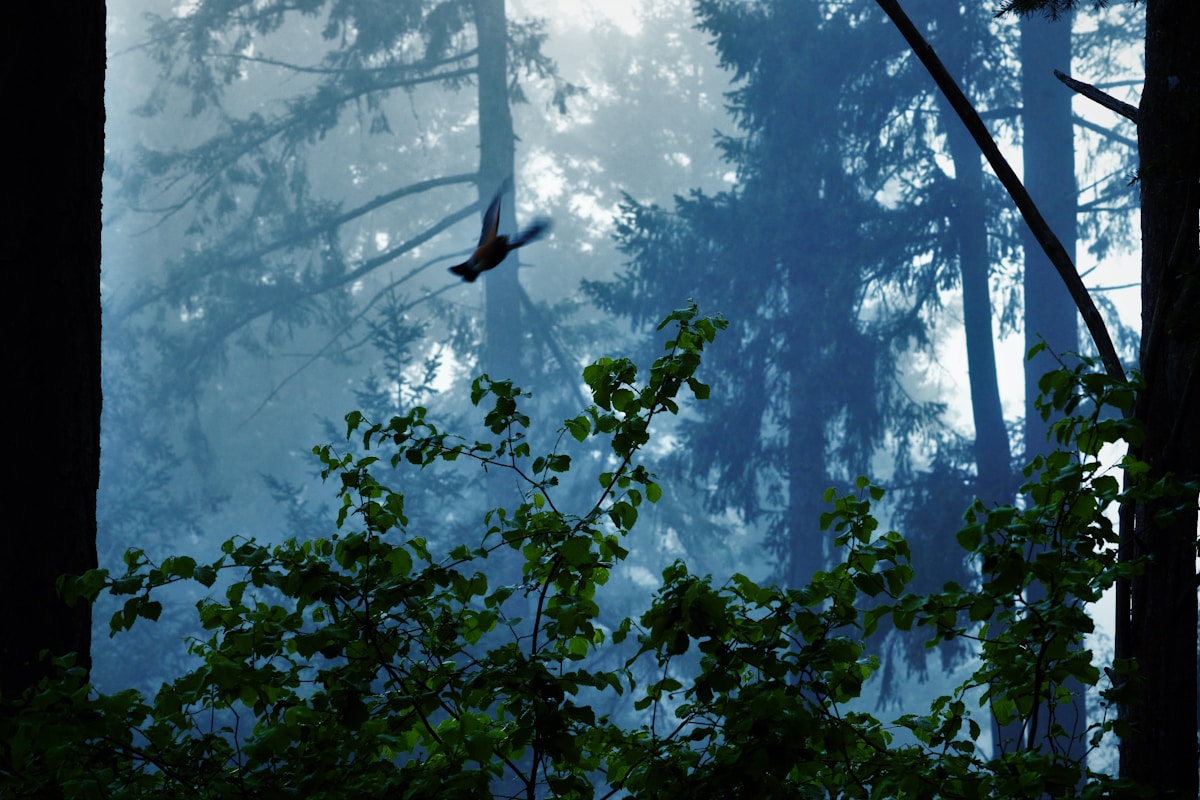 Science Confirms: The Perfect Stress Reliever is Birdsong in the Forest