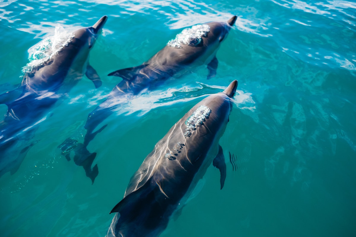Simple Plastic Bottle Innovation Helps Dolphins Avoid Fishing Nets