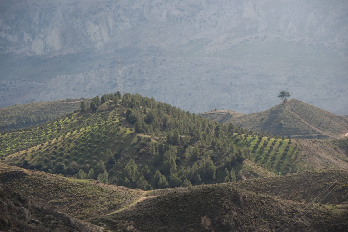 Why Coffee Farmers Are Embracing the EU’s New Deforestation Ban