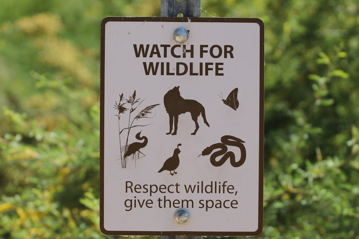 A Weekly Spotlight on Good News: Celebrating Wildlife Milestones, Meaningful Art, and Community Science