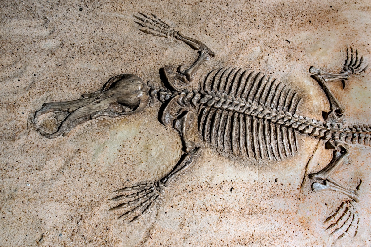 Decades-old fossil rediscovery reveals a fascinating new prehistoric species