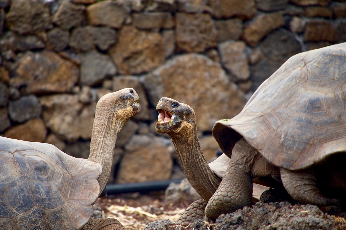 Galápagos Giant Daisies Reveal Nature's Ingenious Ways of Adapting to Warm Climates