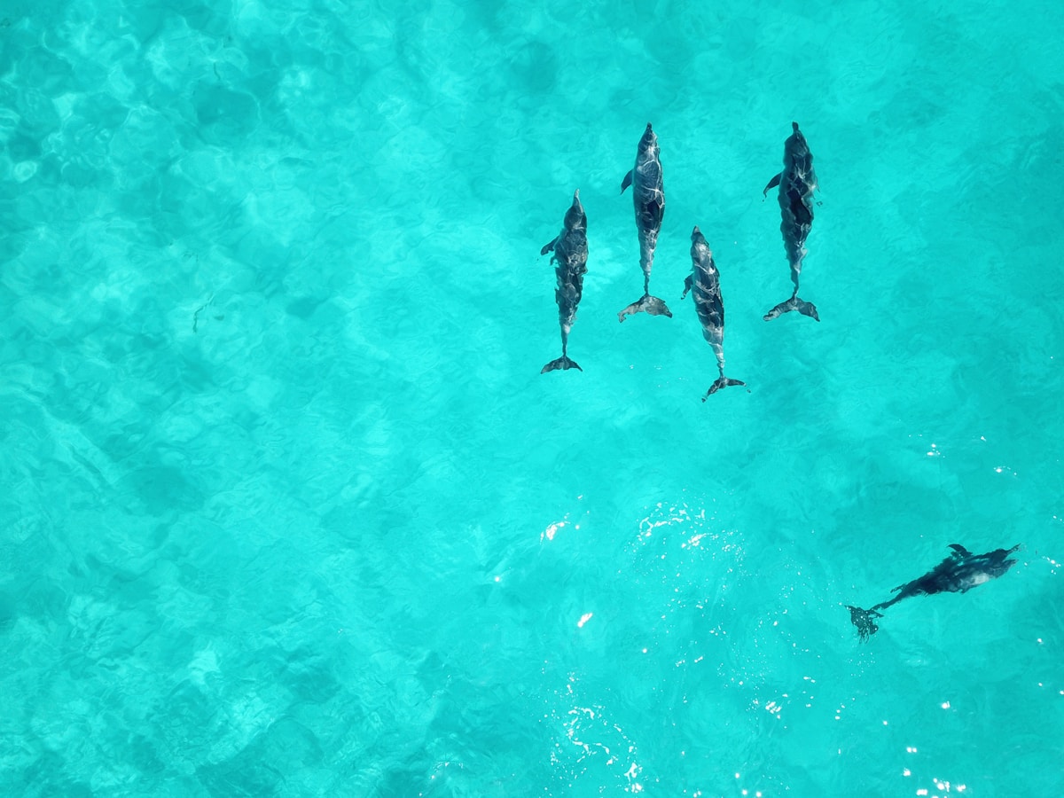 Innovative Australian Research Uses Recycled Ocean Plastic to Help Dolphins Avoid Fishing Nets
