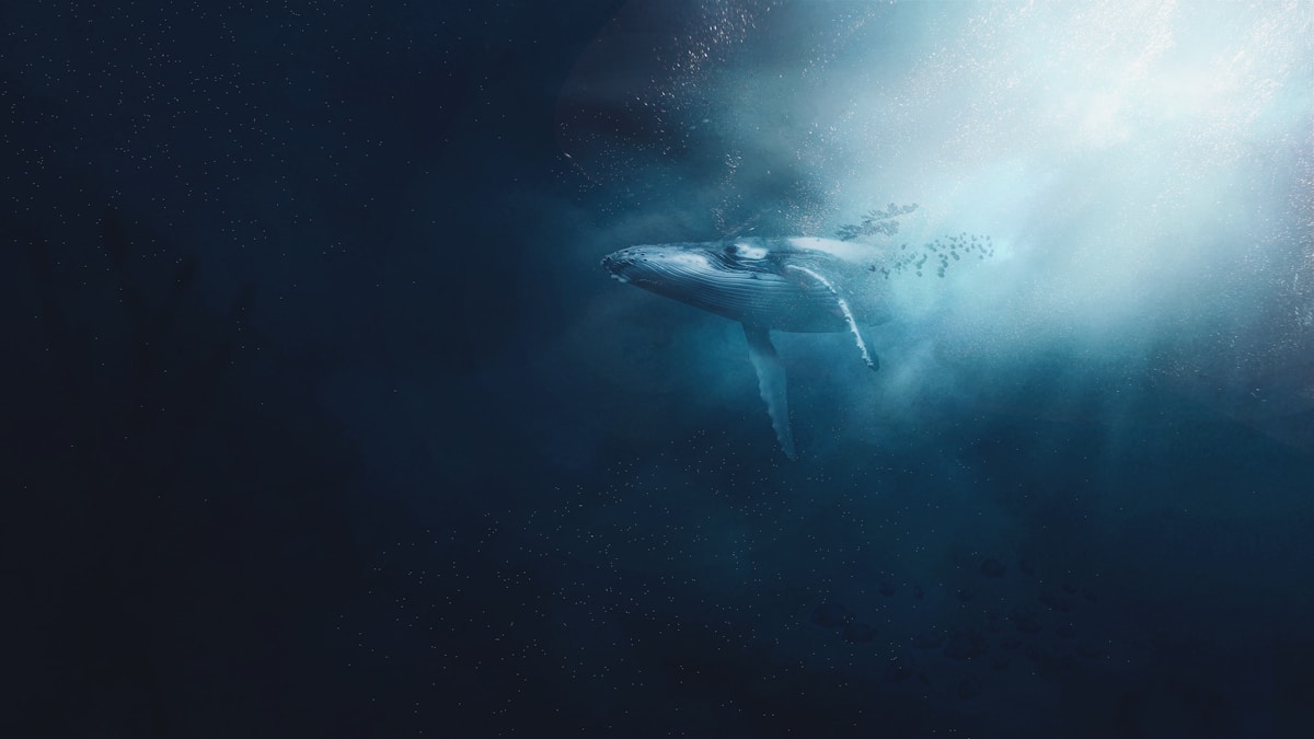 Whales Blow Bubbles to Create the Perfect Underwater Nap
