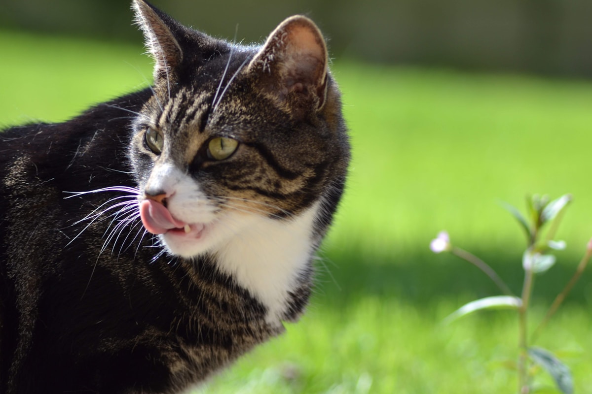 Beloved Tortoiseshell Cat Celebrates Historic 31st Birthday in the UK