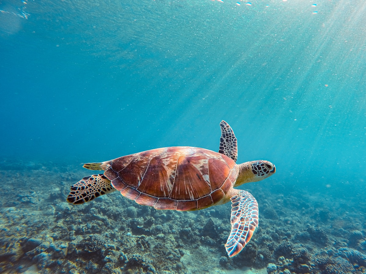 Viral TikTok Video Spotlights the Proper Way to Help Baby Sea Turtles Safely Reach the Ocean