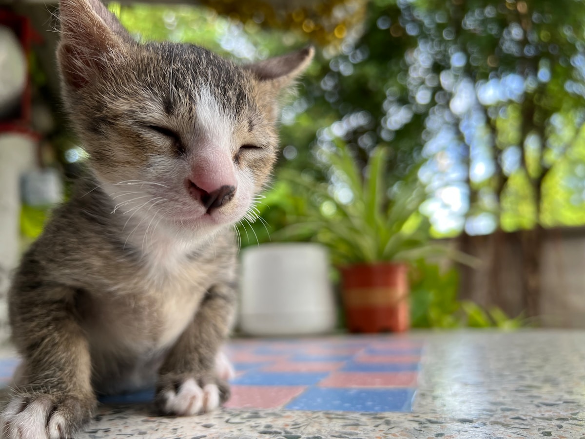 Blind Rescue Cat Steps Up to Save a Stray Kitten's Life Through Rare Blood Donation