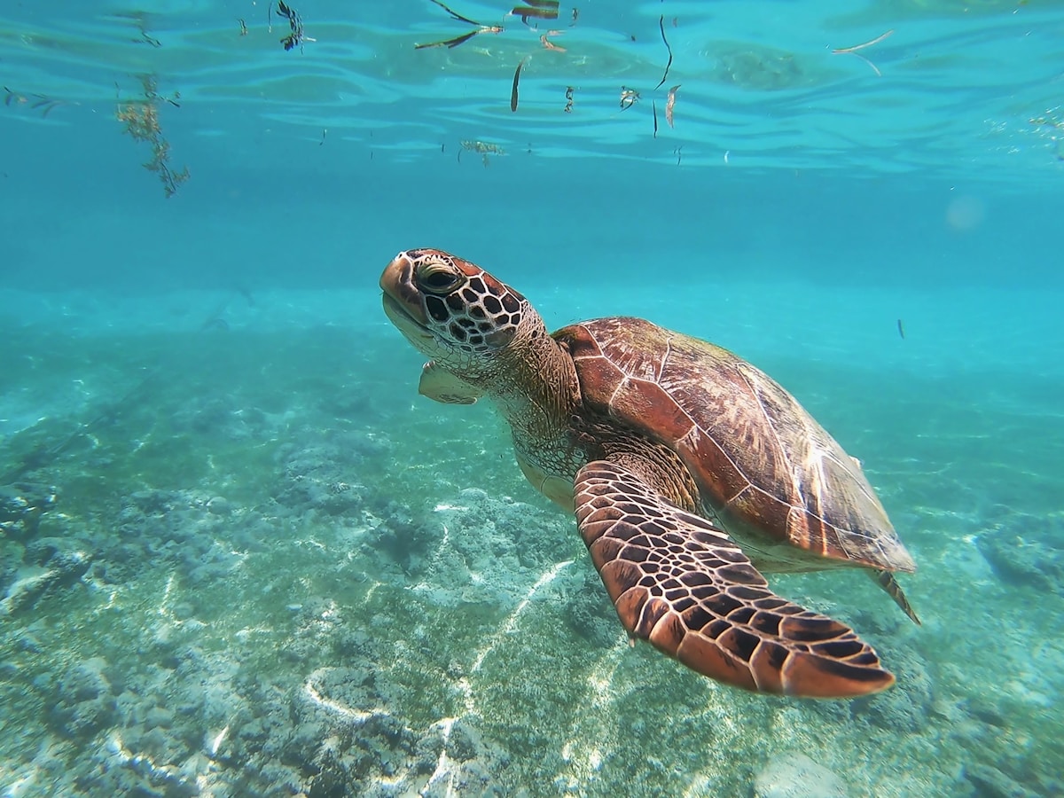 Quick-Thinking Fisherman Rescues Critically Endangered Hawksbill Sea Turtle in the Philippines