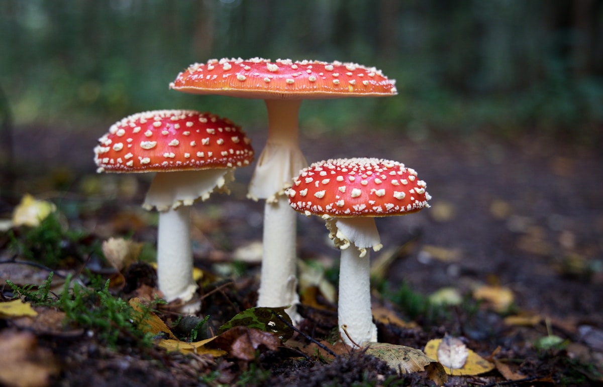 Scientists grow sustainable, self-cleaning clothing from living mushrooms