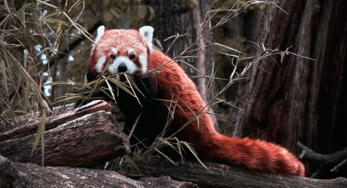 New coalition aims to rescue 100 of the world's most endangered species from extinction