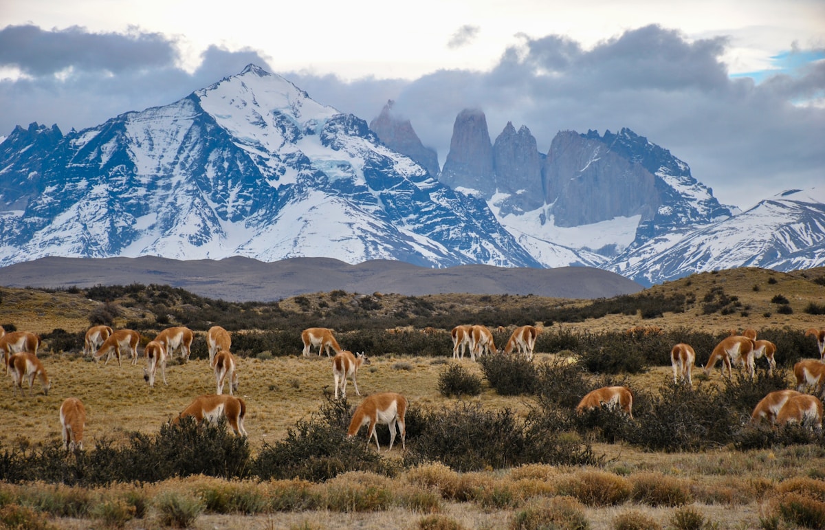 Chilean Conservationists Rally to Protect the World’s Gentlest Endangered Mammal