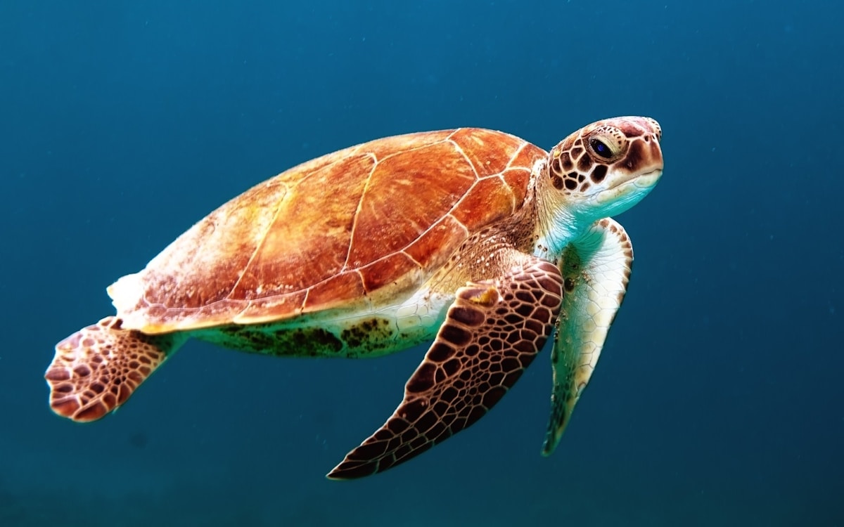 Critically Endangered Sea Turtle Begins 5,000-Mile Journey Home After Years of Dedicated Rehab