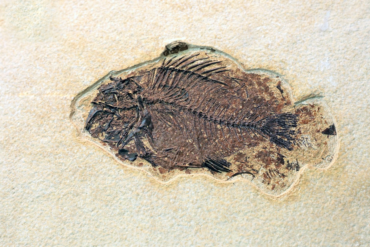 Incredible Three-in-One Fossil Reveals a 180-Million-Year-Old Marine Food Chain