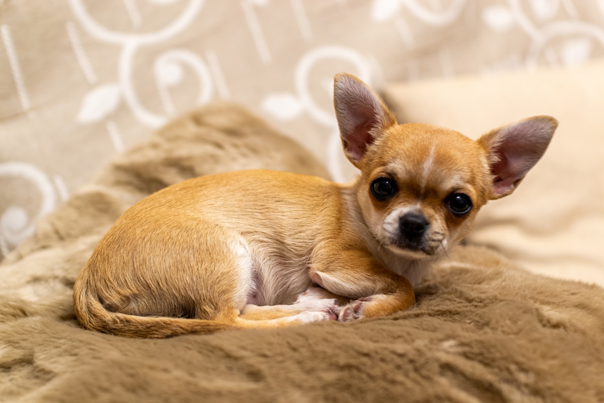 Perceptive Chihuahua's Persistent Pawing Leads to Life-Saving Cancer Discovery for Owner