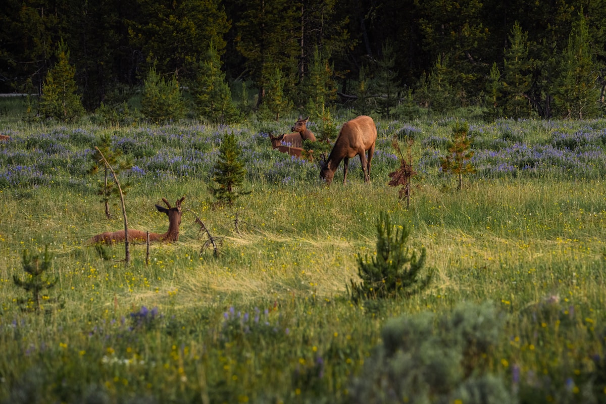 Wyoming's Largest Wildlife Crossing Moves Ahead of Schedule to Protect Migrating Deer