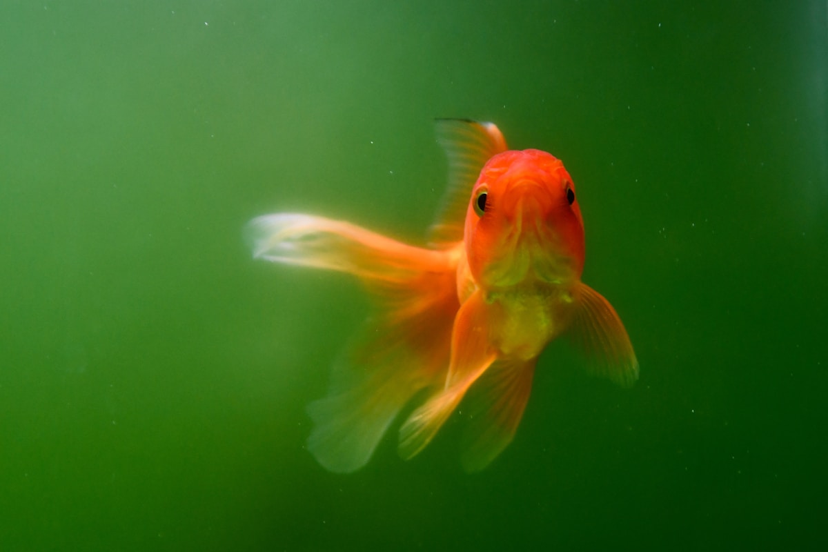 Charming Red Handfish Named the 18,000th Species Photographed for National Geographic’s Photo Ark