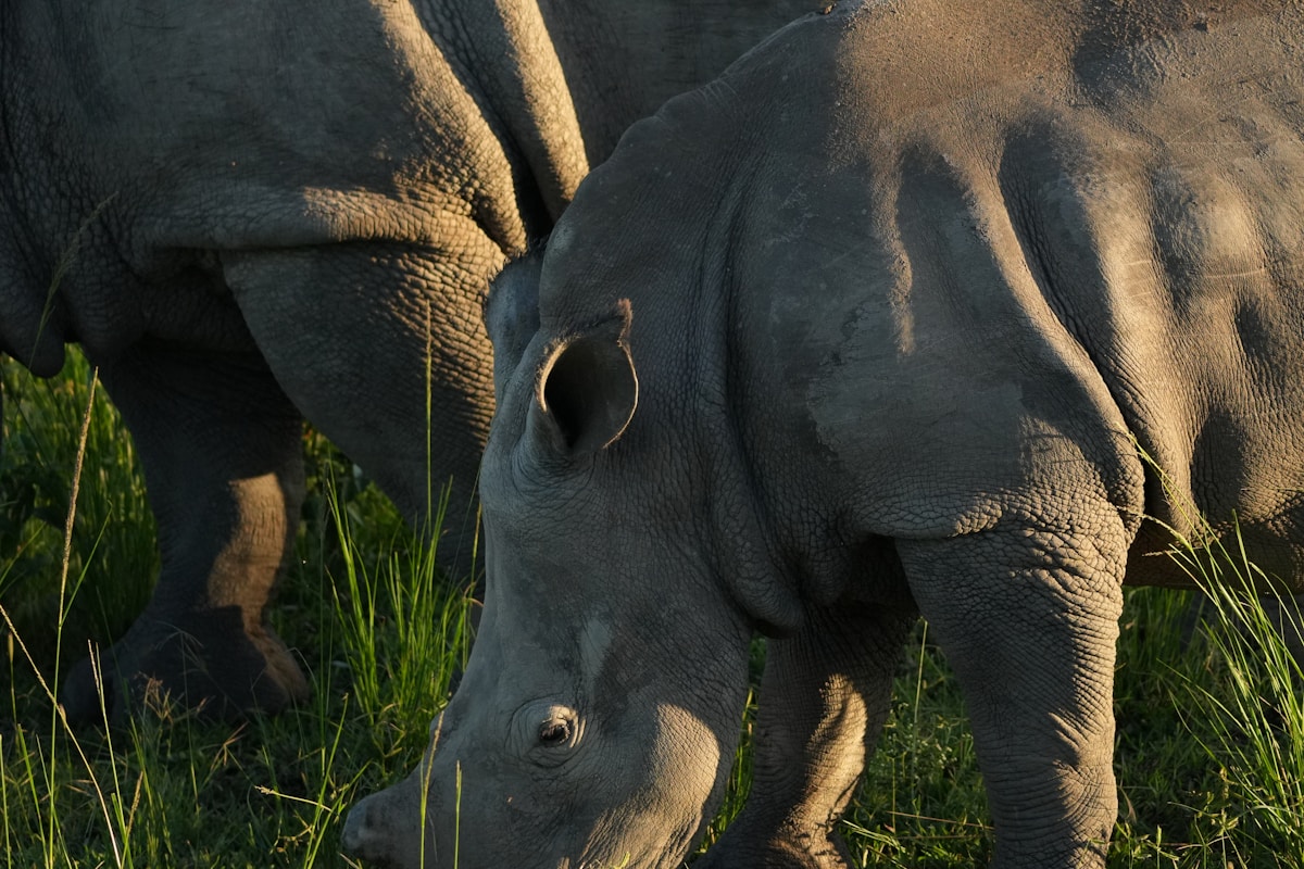 Six orphaned rhinos successfully return to the wild and welcome a new generation