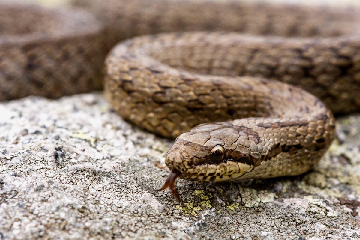 80-Million-Year-Old Fossil Brains Reveal the Surprising Adaptability of Ancient Snakes