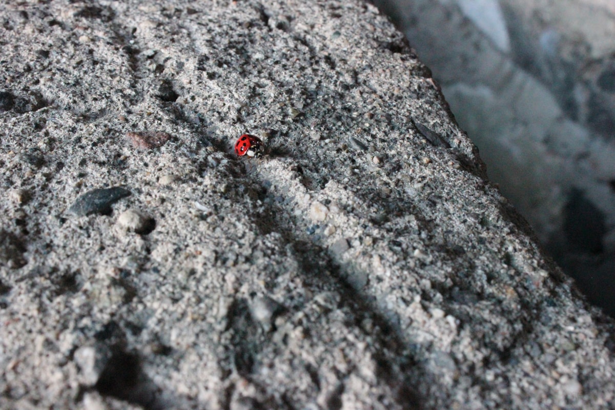 A rare space rock that landed in New Jersey holds pristine ingredients for early life