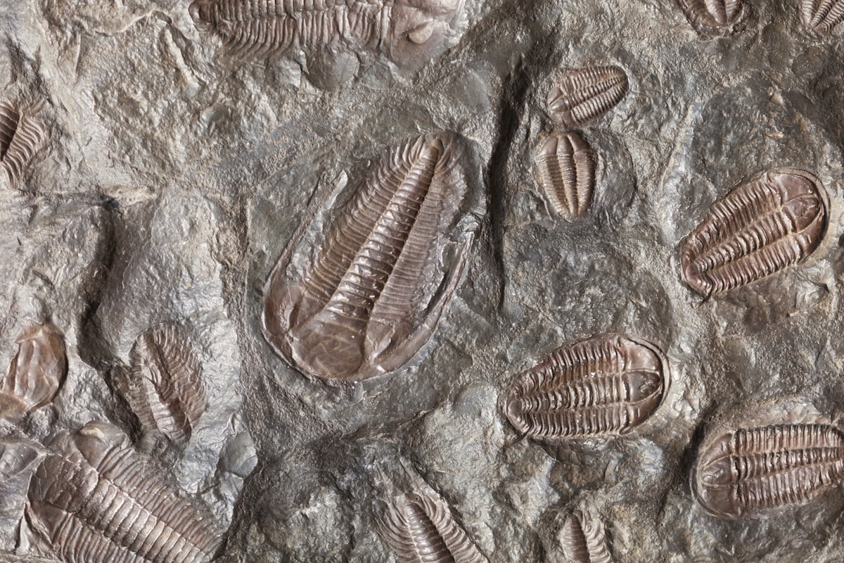 A Tiny 518-Million-Year-Old Fossil Fills a Key Gap in the Evolution of Spiders and Scorpions