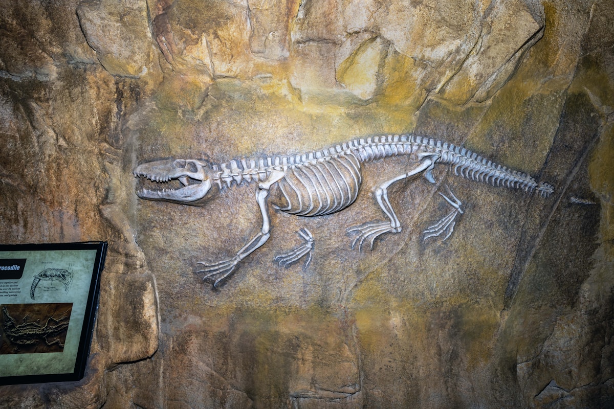 Decades of scientific dedication bring prehistoric 'terror croc' to life in stunning new museum exhibit