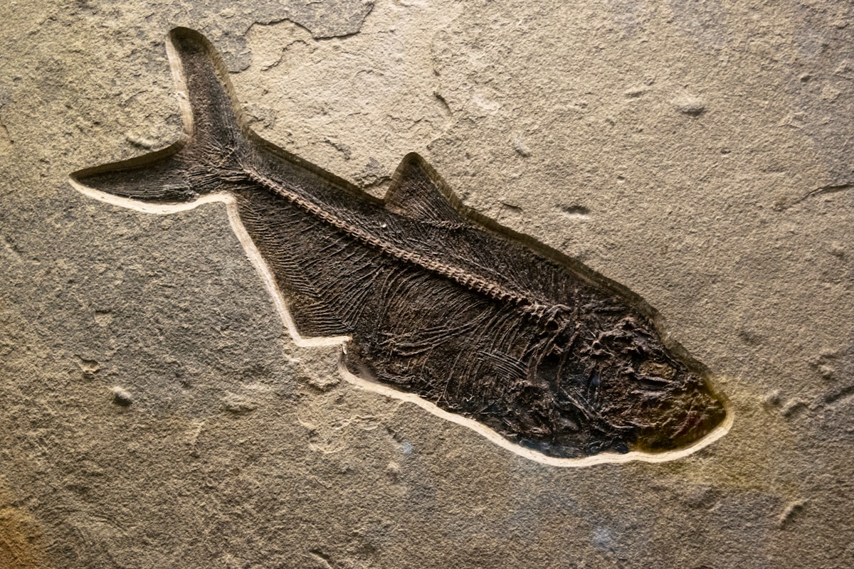 Rediscovered Fossil Treasure Chest Reveals Megalodon Was an Even More Majestic Giant