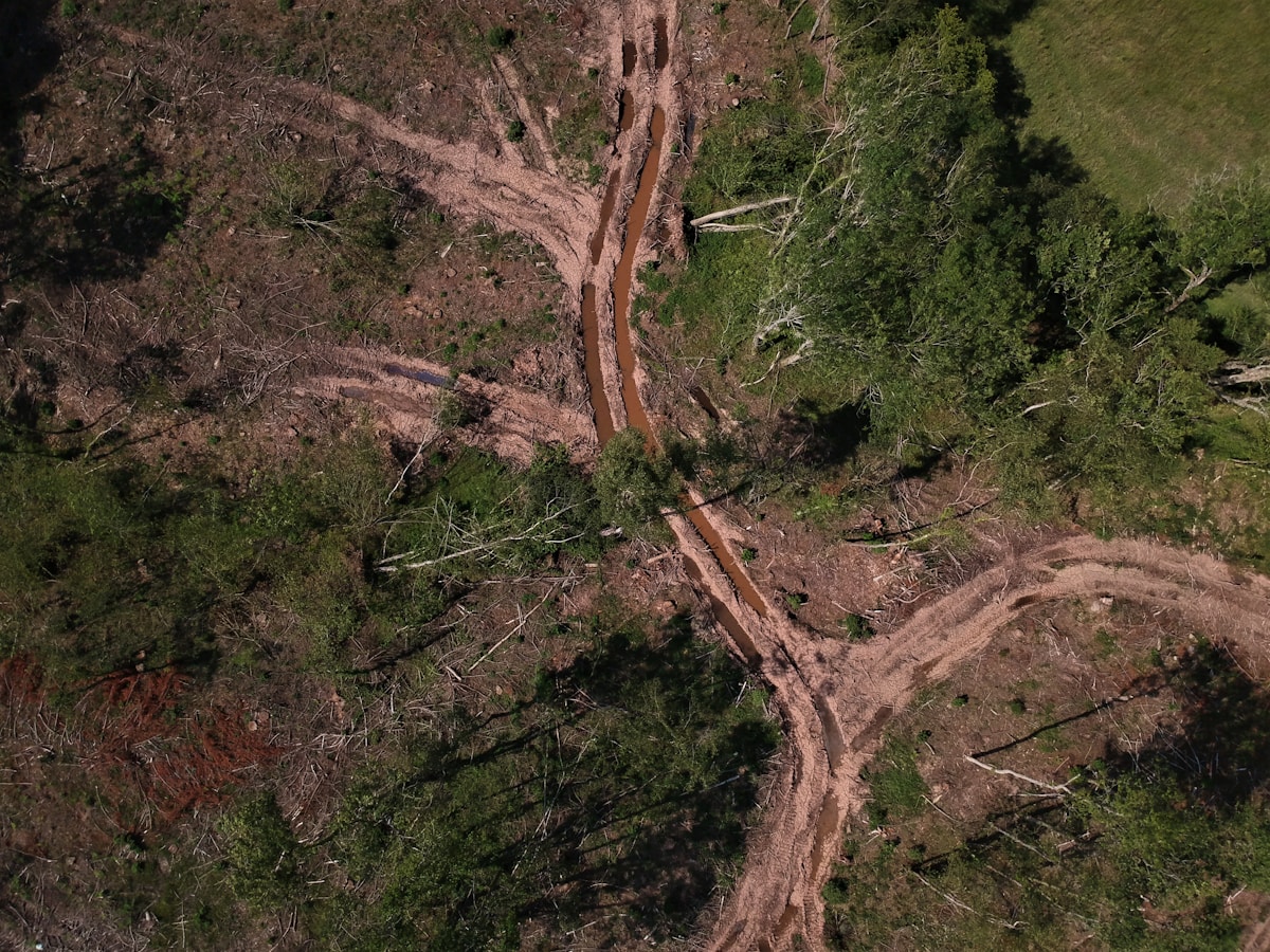 Amazon Deforestation Alerts Drop to Lowest Level in Over a Decade