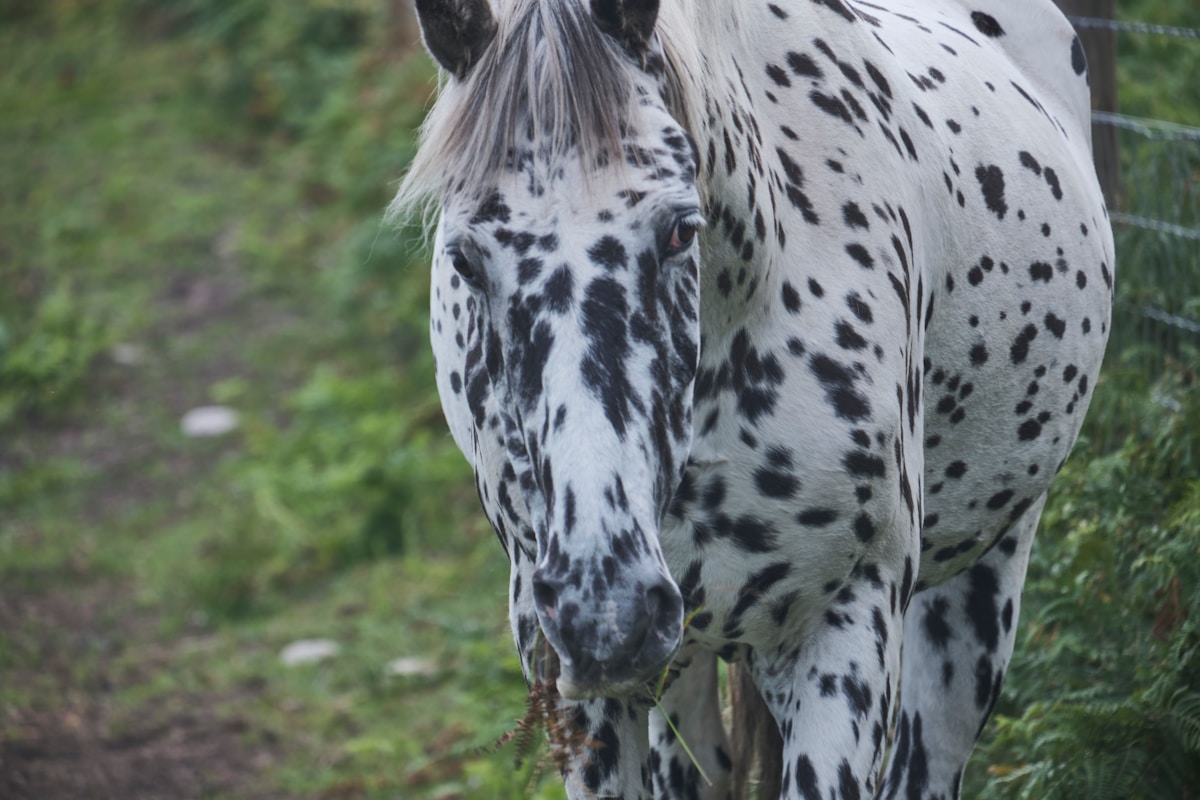 Blind Appaloosa Horse Back in the Show Ring After Learning Innovative 'Equine Braille'
