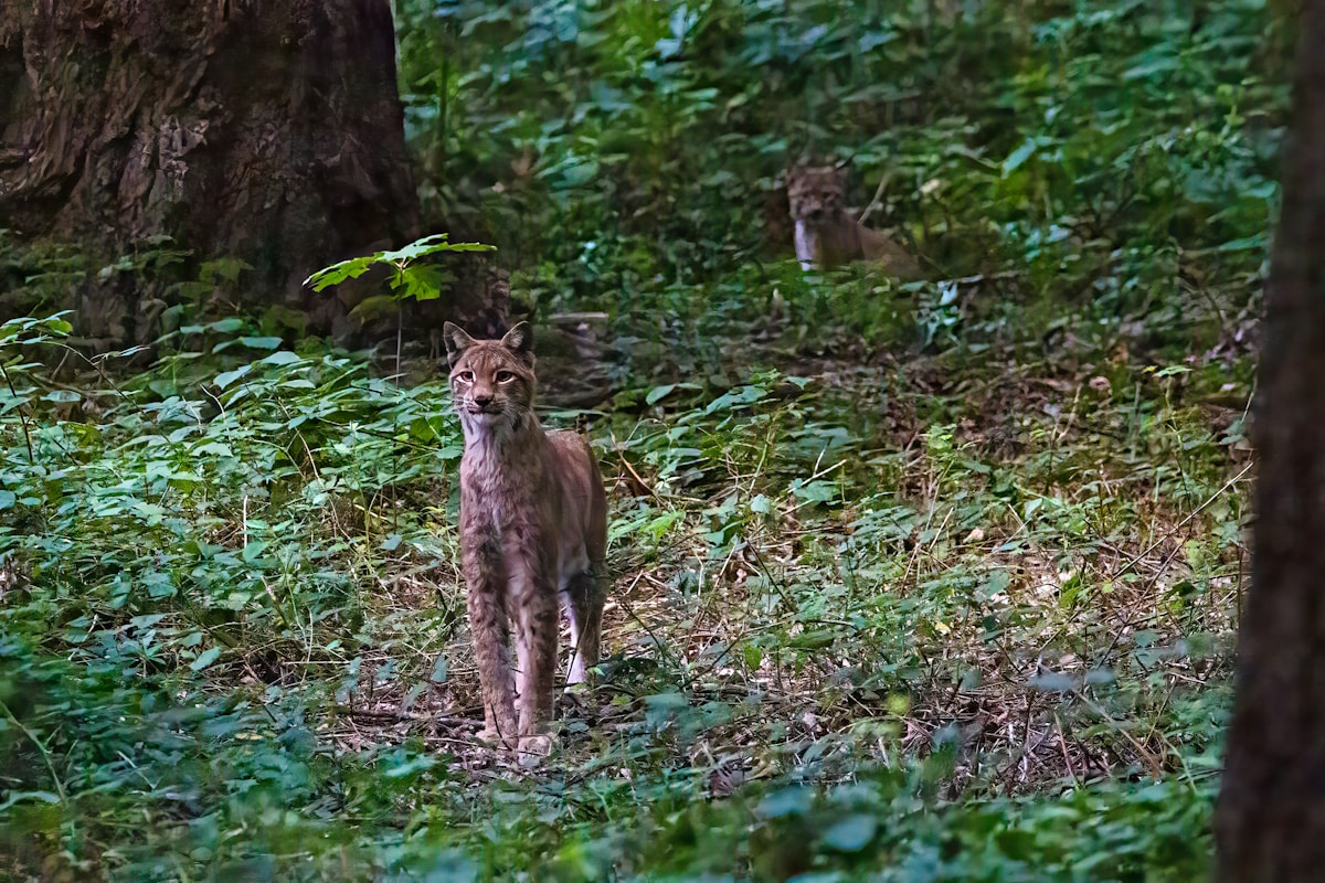 Himalayan Trail Cam Captures Rare Footage of Elusive Lynx, Revealing a Thriving High-Altitude Ecosystem