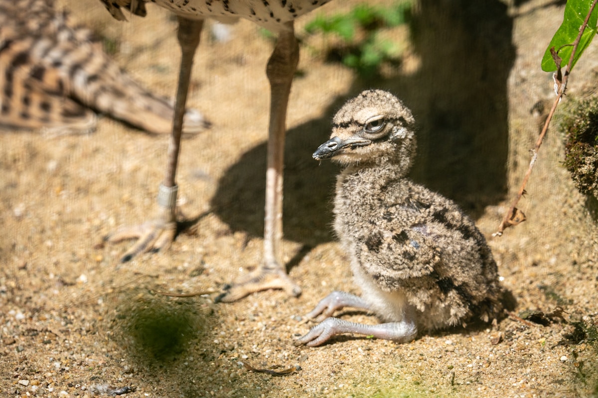 Historic Breakthrough for Endangered Secretarybirds as Dedicated Father Helps Raise Five Rare Chicks