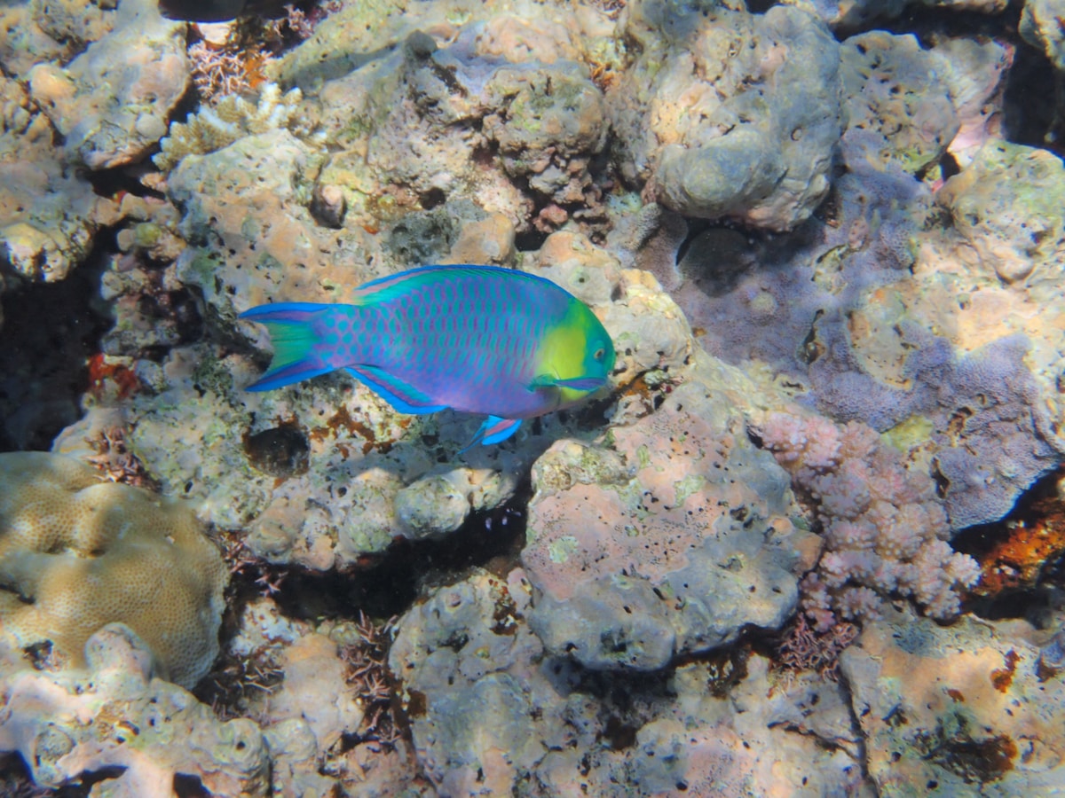 How Community Advocacy and Parrotfish Secured National Protection for the Maldives' Coral Reefs