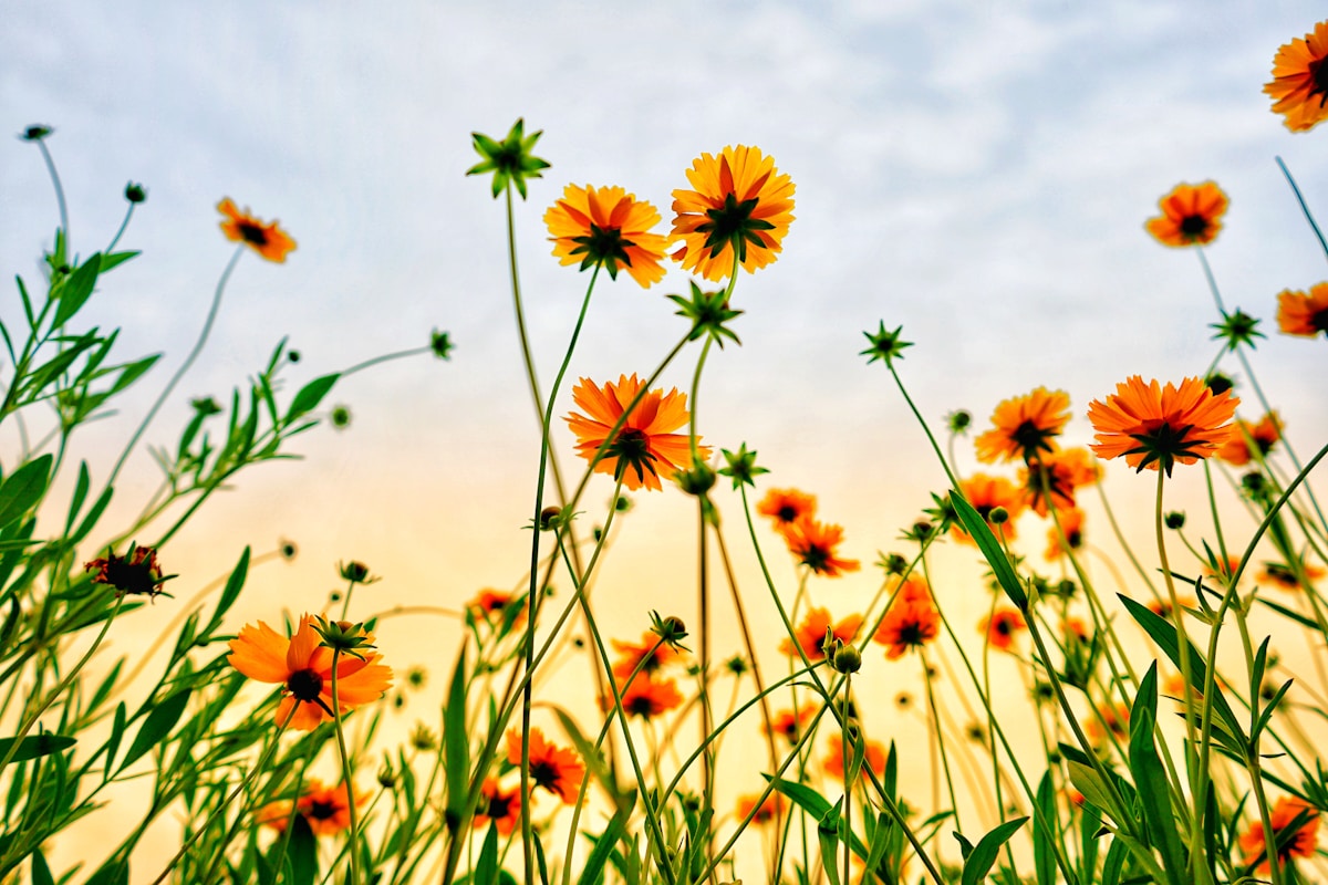 How two famously toxic wildflowers are paving the way for life-saving medicines