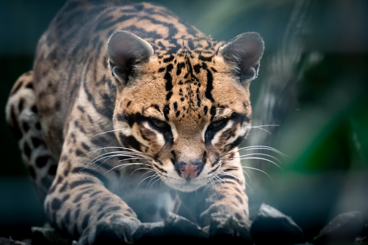 Leonardo DiCaprio and Conservation Partners Team Up on $200 Million Initiative to Save Earth's Most Threatened Species