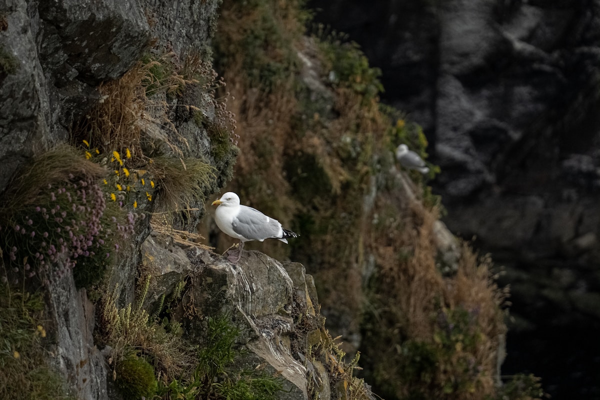 Majestic White-Tailed Sea Eagle Fledges in Ireland, Marking a Historic Conservation Milestone