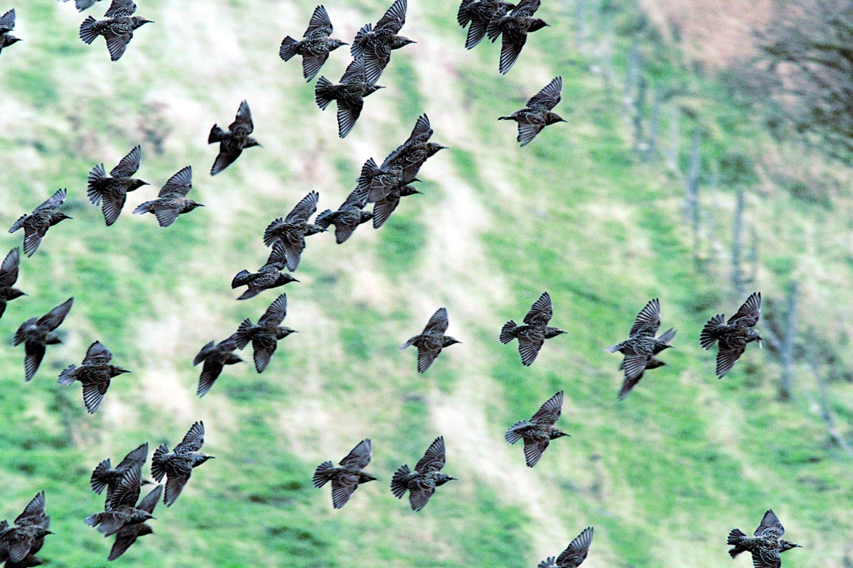 A New Generation Spreads Its Wings: Why Birdwatching is Booming Among Gen Z
