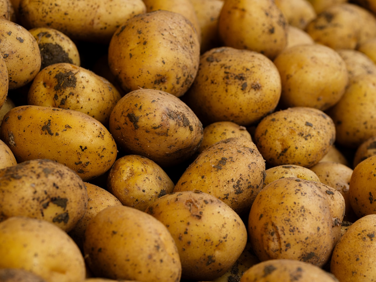 Ancient potato cultivation gifted Indigenous Andeans a unique evolutionary advantage