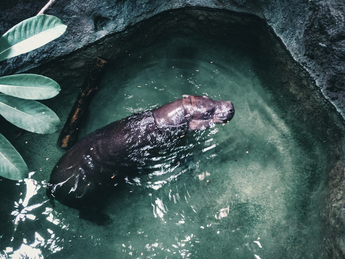 Endangered Pygmy Hippo Calf Welcomed at the Toronto Zoo