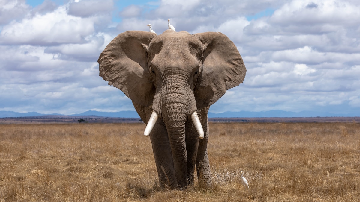 Rewilded Captive Elephants Show Remarkable Ability to Adapt and Thrive Back in the Wild