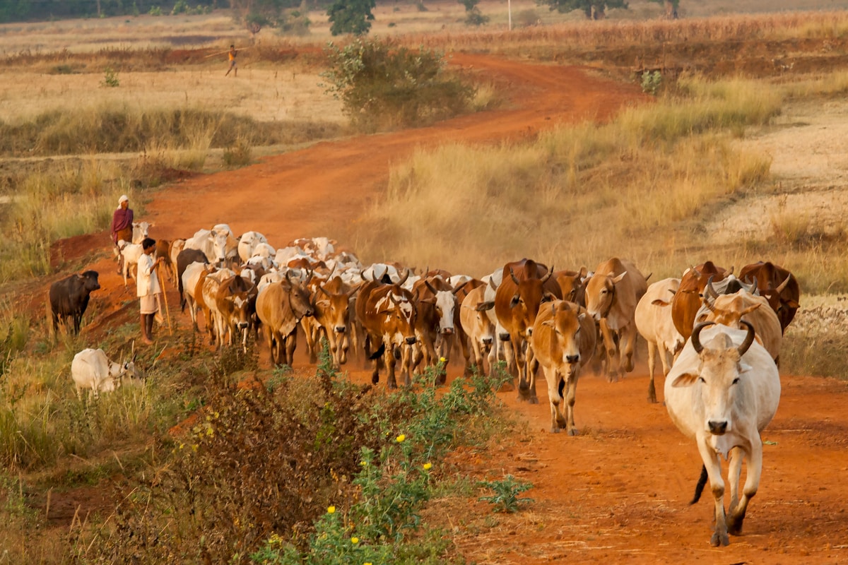 India Leads Asia in Wildlife Corridor Innovation to Protect Thriving Tiger Populations
