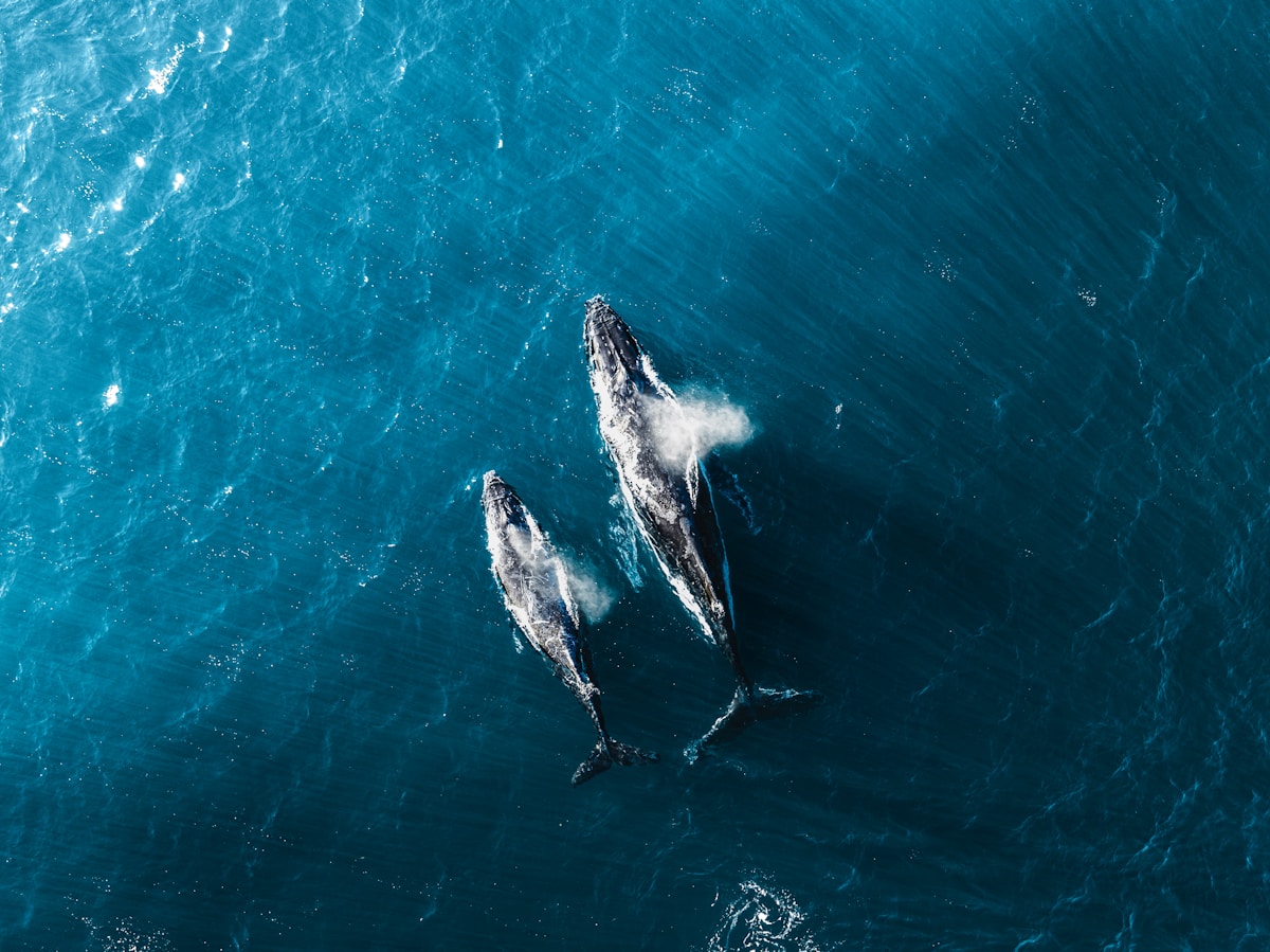 Innovative Drone Technology Offers a Gentle Way to Study and Protect Whales