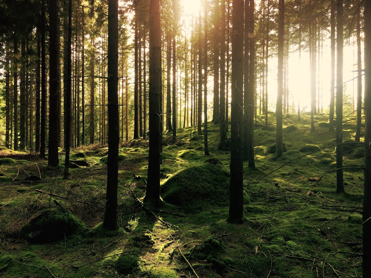 Sweden Steps Up for Public Health and Nature with Bold Ban on Forever Chemicals