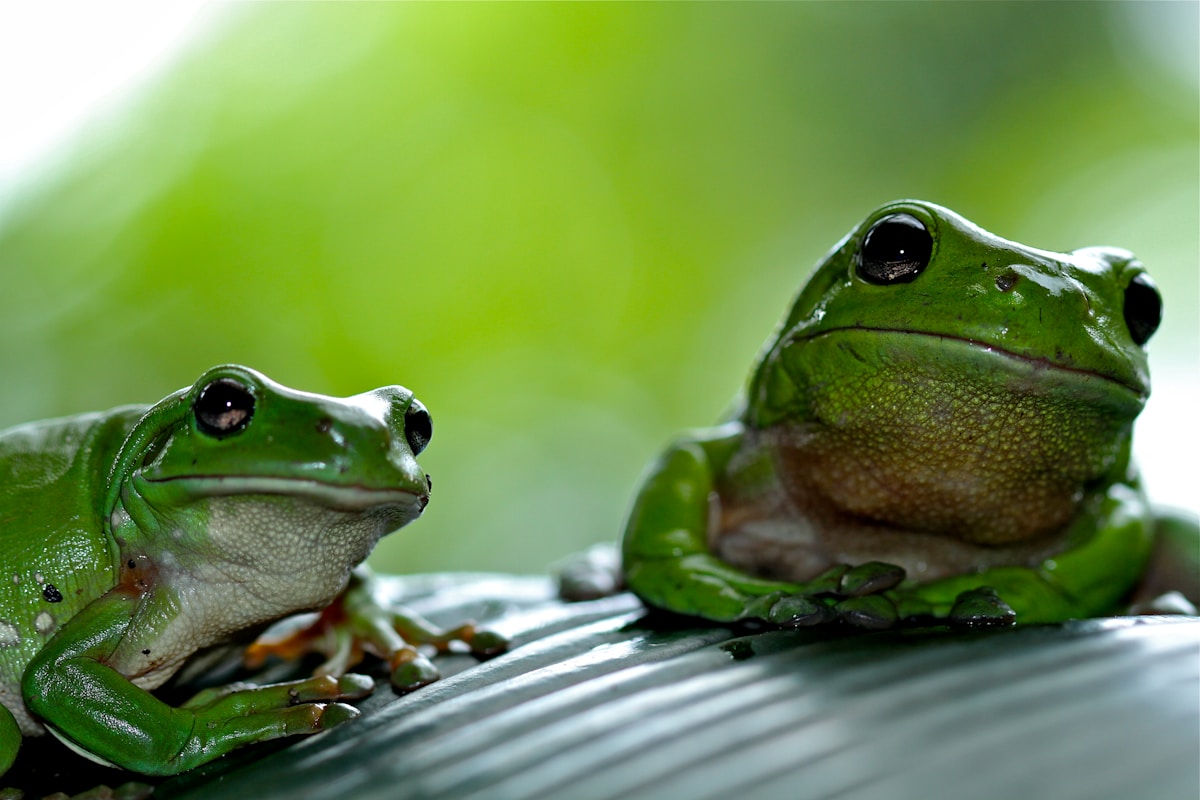 Nature's Defense: Bullfrog Protein Shows Promise as First-Ever Antidote for Severe Shellfish Poisoning