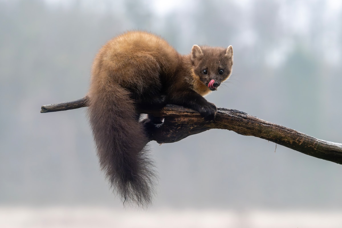Wild Pine Marten Kits Born in the UK for the First Time in 100 Years