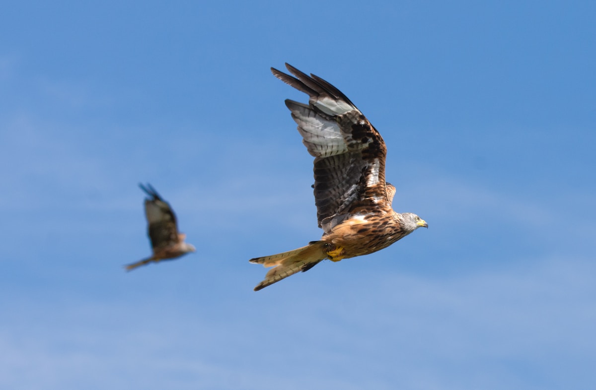 Adventurous Osprey Couples Leading the Way in Britain's Raptor Recovery