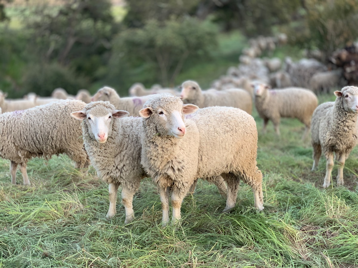 From pasture to patient: How sheep's wool is helping regrow stronger bones