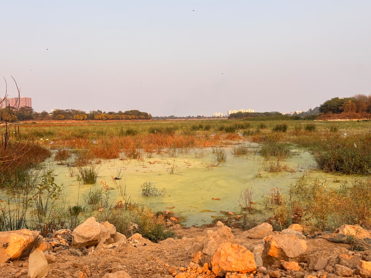 How a Natural Wetland Miracle Naturally Purifies a Megacity's Wastewater