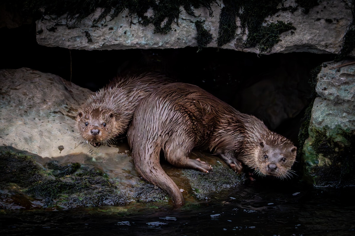 Quick-Thinking Rescuer Revives Tangled Otter with CPR Before Wild Reunion