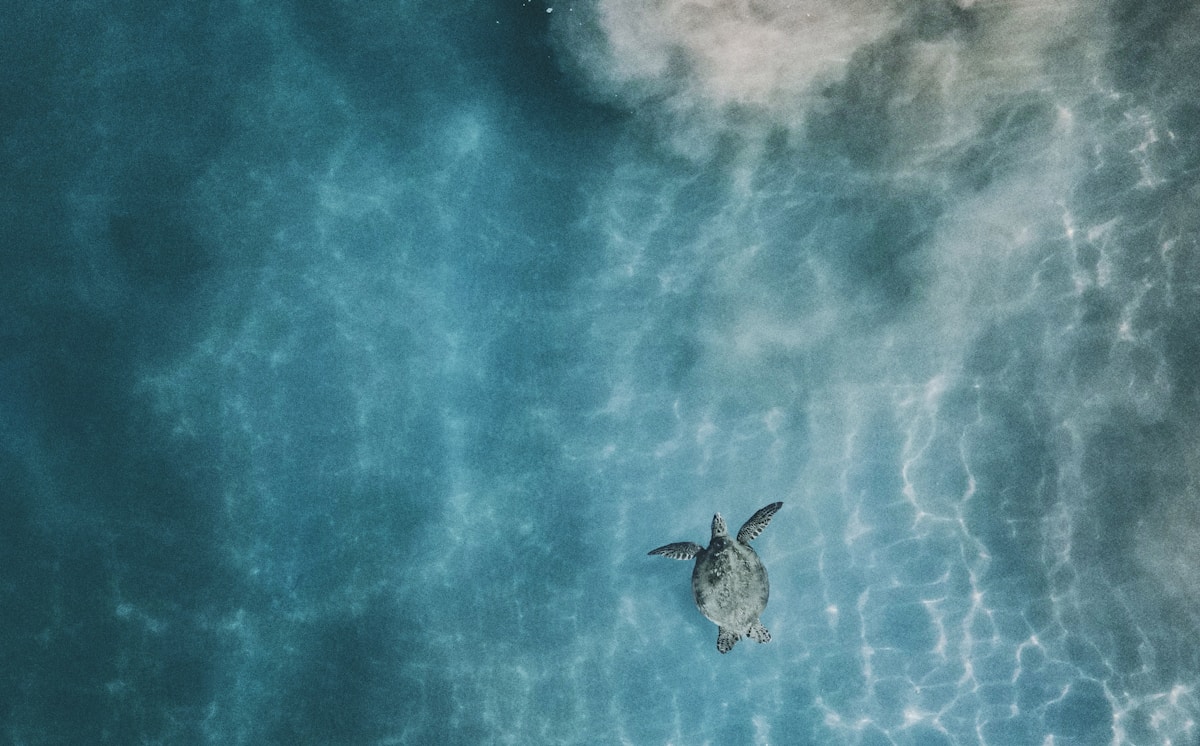 Quick-Thinking Rescuers Guide 75 Lost Sea Turtle Hatchlings Safely to the Ocean